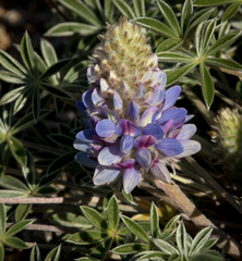 Lupinus lepidus ashlandensis