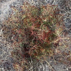 Hypericum triquetrifolium