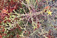 Hypericum triquetrifolium