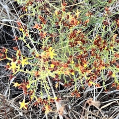 Hypericum triquetrifolium