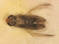 Palmacorixa nana
