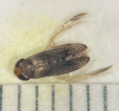Palmacorixa nana