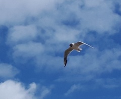 Chroicocephalus ridibundus