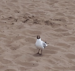 Chroicocephalus ridibundus