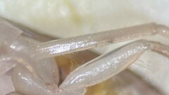 Palmacorixa nana