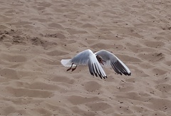 Chroicocephalus ridibundus