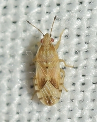 Artheneis wagneri