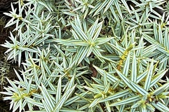 Juniperus macrocarpa