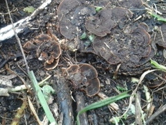 Hymenochaete microcycla