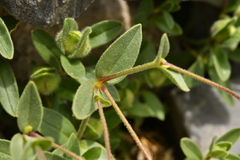Cerastium latifolium