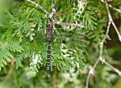 Aeshna canadensis