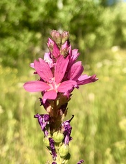 Sidalcea oregana valida