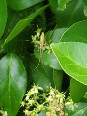 Tetragnatha