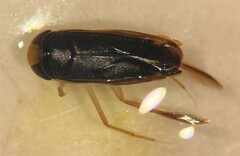 Sigara compressoidea