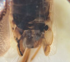 Sigara compressoidea