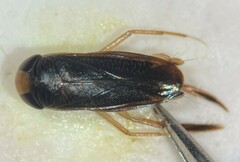 Sigara compressoidea