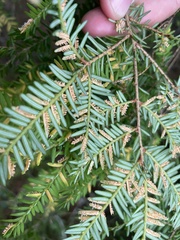 Naohidemyces vacciniorum