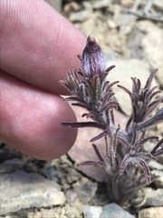 Cordylanthus kingii helleri