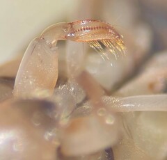 Sigara compressoidea