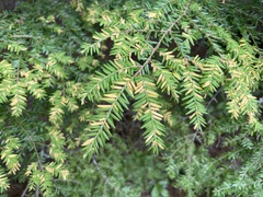 Naohidemyces vacciniorum