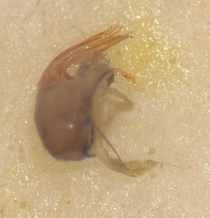 Sigara compressoidea