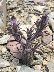 Cordylanthus kingii helleri