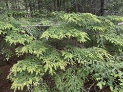 Naohidemyces vacciniorum