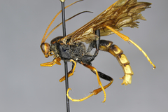 Trogus flavipennis