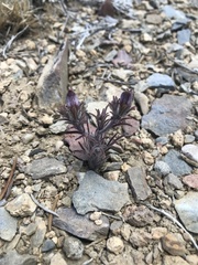 Cordylanthus kingii helleri