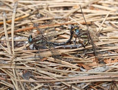 Phanogomphus exilis