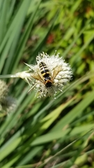 Bicyrtes insidiatrix