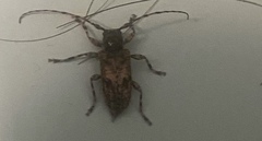 Aegomorphus jaspideus