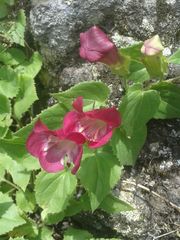 Lophospermum