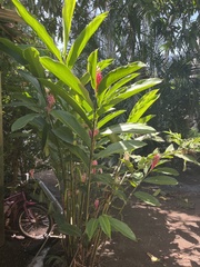 Alpinia purpurata image