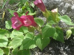 Lophospermum