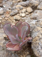 Echeveria rubromarginata