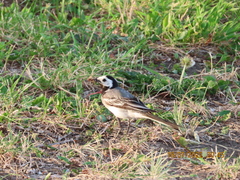 Motacilla alba