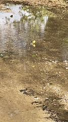Spinus tristis