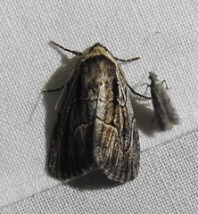 Sympistis badistriga