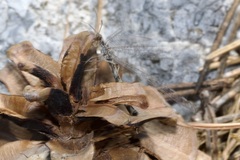 Gymnocnemia variegata