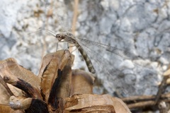 Gymnocnemia variegata