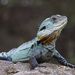 Australian Water Dragon - Photo (c) Leo, some rights reserved (CC BY-NC-SA)