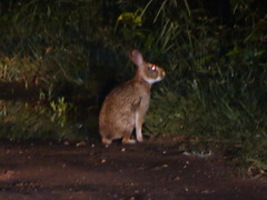 Sylvilagus brasiliensis