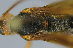 Trogus flavipennis