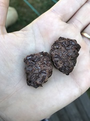 Hydnotrya cerebriformis