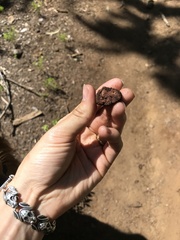 Hydnotrya cerebriformis