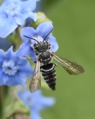 Coelioxys modestus