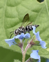 Coelioxys modestus