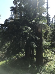 Hydnotrya cerebriformis