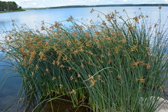 Schoenoplectus lacustris